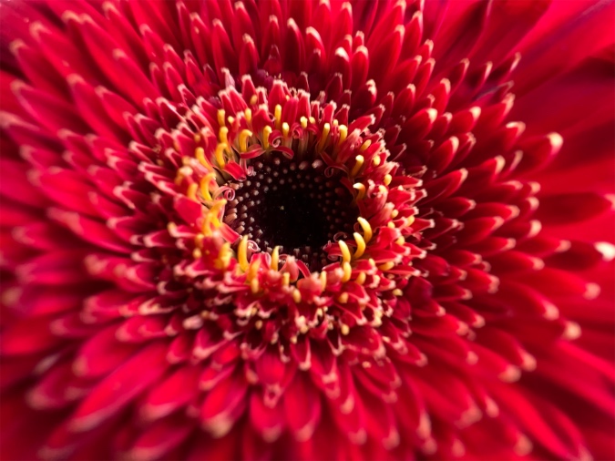 Macro fotografía en iPhone 13 Pro