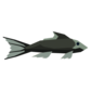 espuma