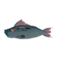 rotjaw