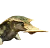 MHW Gajios